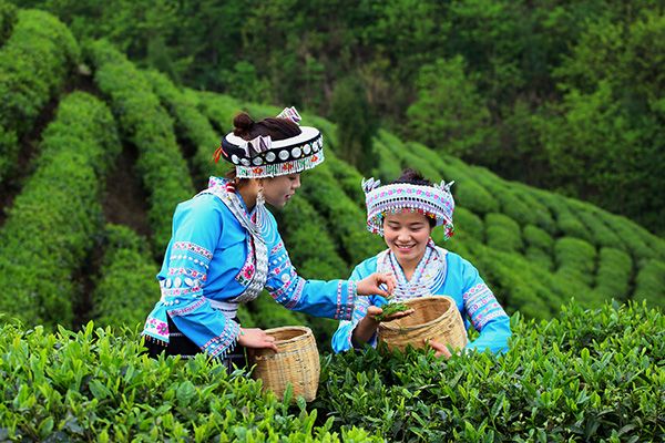 观察 | 山地之花 贵州打响“贵”字号农业品牌